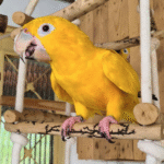 Golden Parakeet