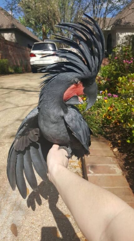 Black Palm Cockatoos