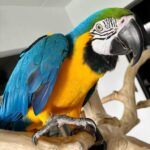 Blue and Gold Macaw