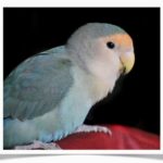 Blue Peach-faced Lovebirds