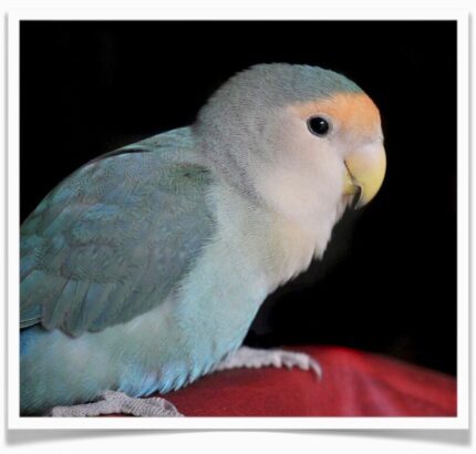Blue Peach-faced Lovebirds
