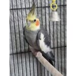 Grey Cockatiel