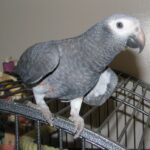 Timneh African Grey Parrot