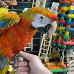 Camelot macaw parrot