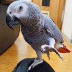 Male African Grey