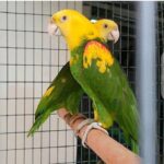 Double Yellow Headed Amazon Parrot