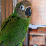 Dusky-Headed Parakeet