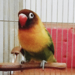 Fischer’s Lovebird