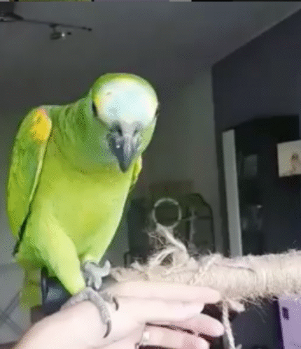 Green Amazon Parrot