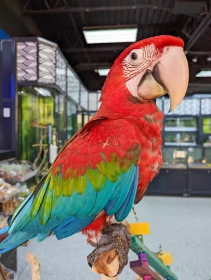 Greenwing Macaw (BELLA)