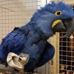Hyacinth Macaw
