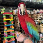Greenwing Macaw (BELLA)