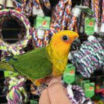 Jenday Conure