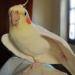 Lutino Cockatiel