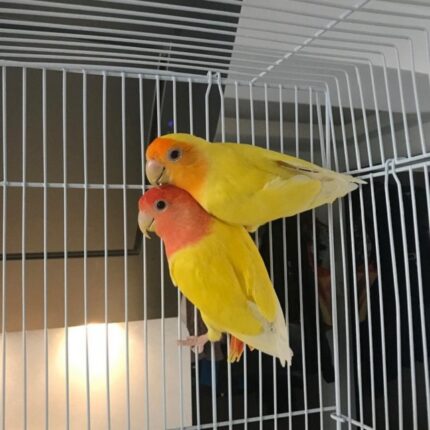 Lutino peach faced lovebird