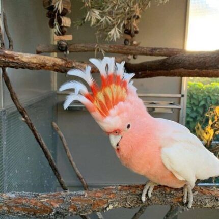 Major Mitchell Cockatoo