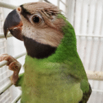Moustache Parakeet 