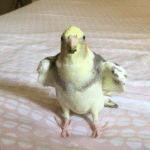 Pied Cockatiel