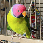Plum-Headed Parakeet