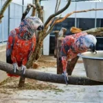 African grey dark parrot