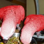 Red Factor African Grey Parrots