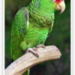 Red-crowned Amazon Parrot
