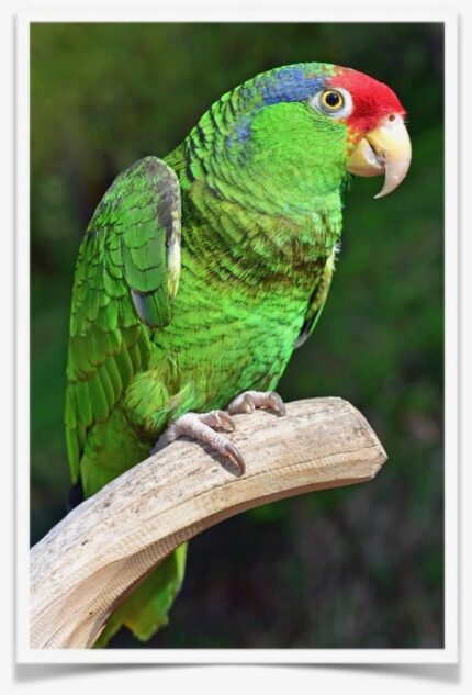 Red-crowned Amazon Parrot