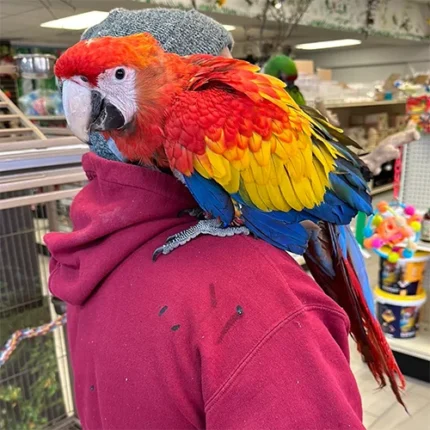 FEMALE SCARLET MACAW