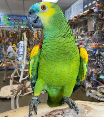 Green Amazon Parrot