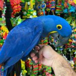 Hyacinth Macaw (UNO)