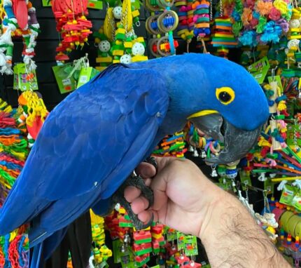 Hyacinth Macaw (UNO)