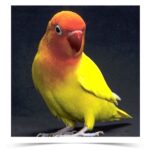 Yellow Fischer’s Lovebird