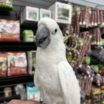 Umbrella Cockatoo