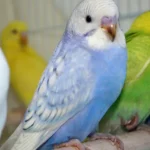Texas Clear Body Violet English Budgies for sale (Budgerigar)